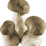 Много грибов – примета