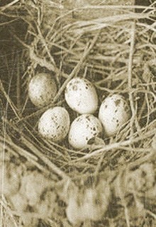 яйца в гнезде ласточки