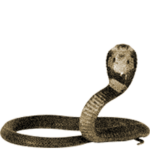 Убить змею – примета