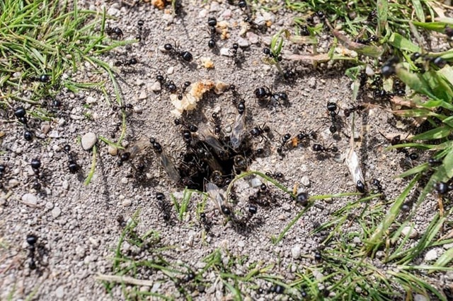 муравьи на могиле примета
